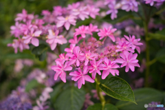 華やかな紫陽花 ①