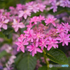華やかな紫陽花 ①