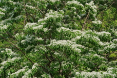 なんじゃもんじゃ？