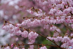 春の雨２