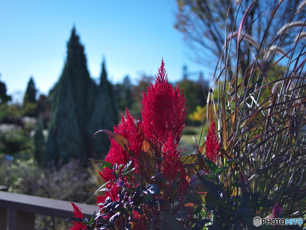 光あふれる庭 ⑤