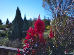 光あふれる庭 ⑤