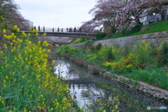 川面(かわも)の彩り１