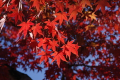 小幡緑地の紅葉４