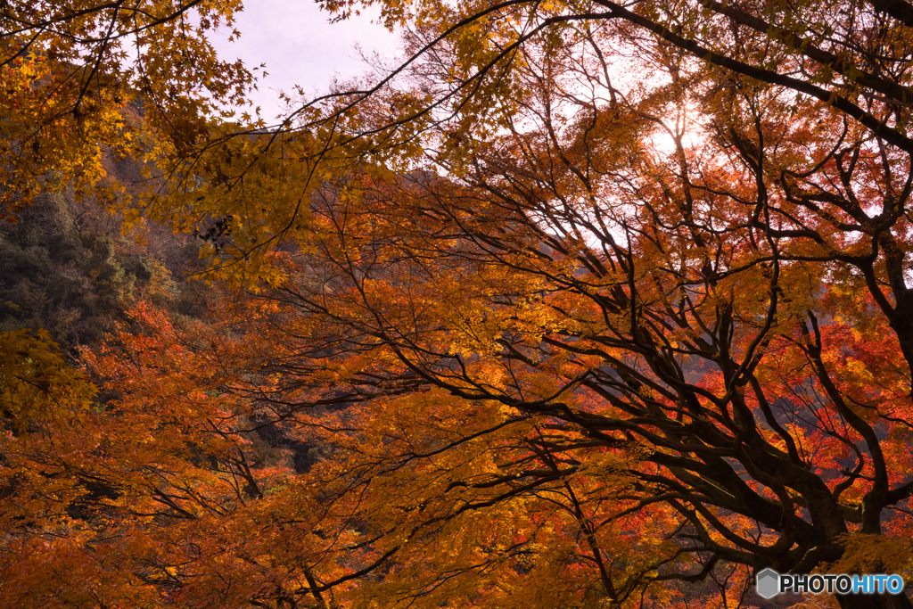 紅葉の愛岐トンネル群を歩く ③