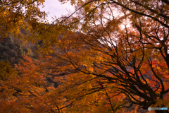 紅葉の愛岐トンネル群を歩く ③