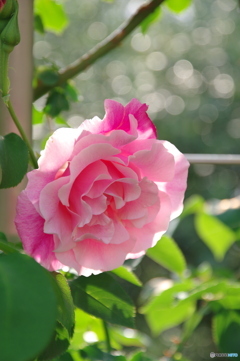 薔薇が咲いた♪