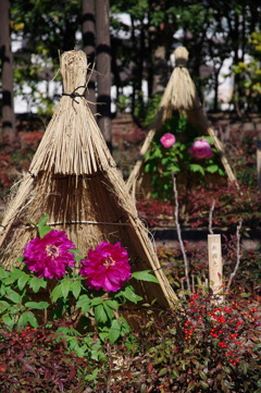 徳川園　冬牡丹２