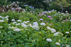 紫陽花咲く丘 ⑦