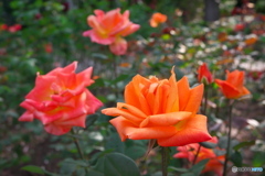秋晴れの薔薇園 ③