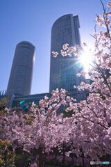 屋上庭園の桜 ①