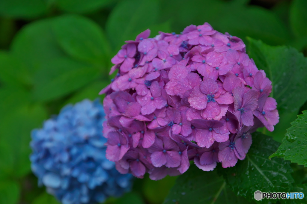 雨の紫陽花 ⑦