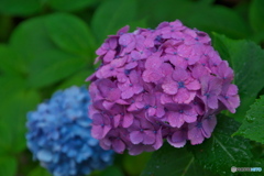 雨の紫陽花 ⑦