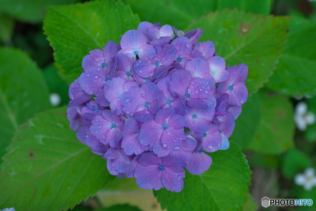 紫陽花の丘⑧