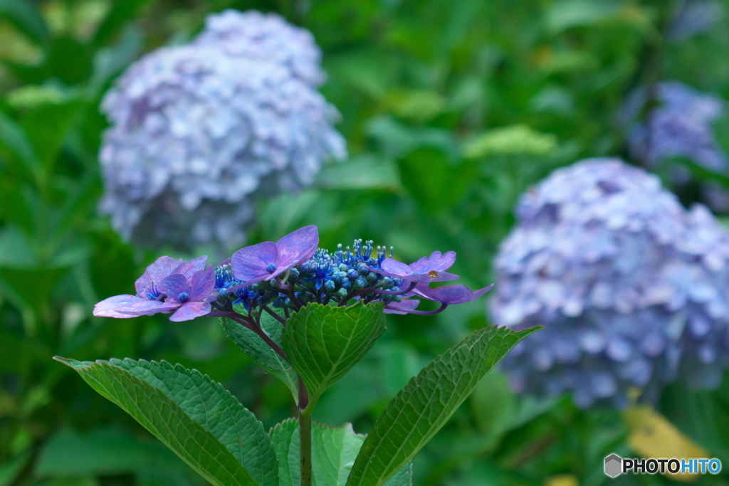 紫陽花の丘⑤