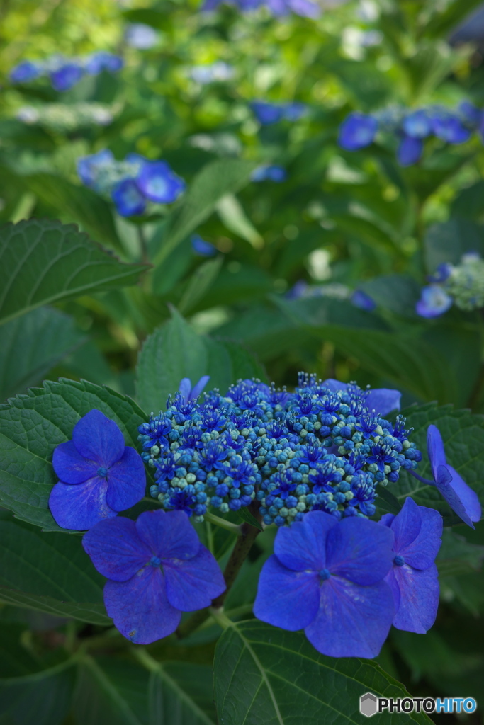 紫陽花の散歩道 ⑤
