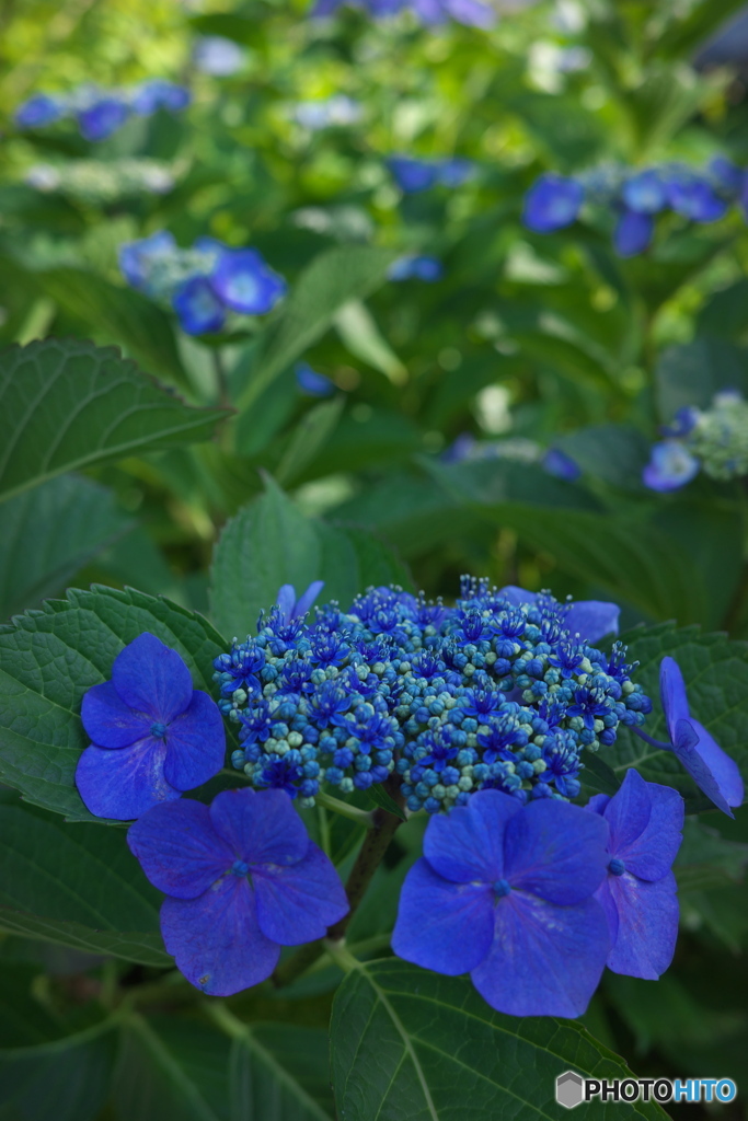 紫陽花の散歩道 ⑤