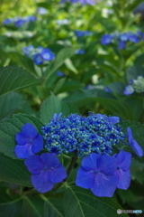 紫陽花の散歩道 ⑤