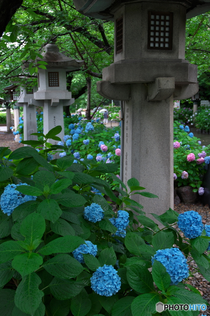 雨の紫陽花 ⑧