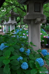 雨の紫陽花 ⑧