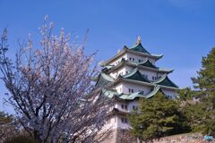 名古屋城 さくらまつり ⑤