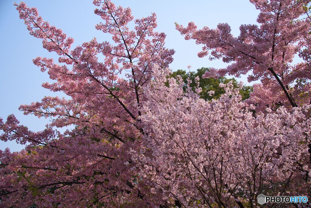市政資料館の桜 ②