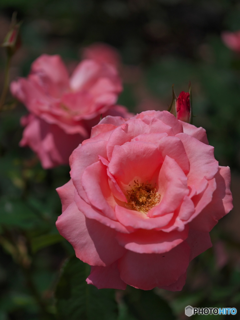 鶴舞公園の薔薇 2023 ①