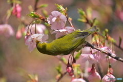 大寒桜にメジロ ②