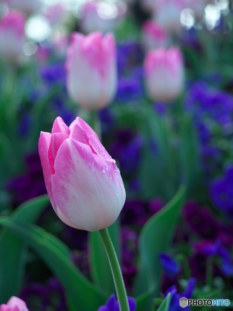 春の名城公園１