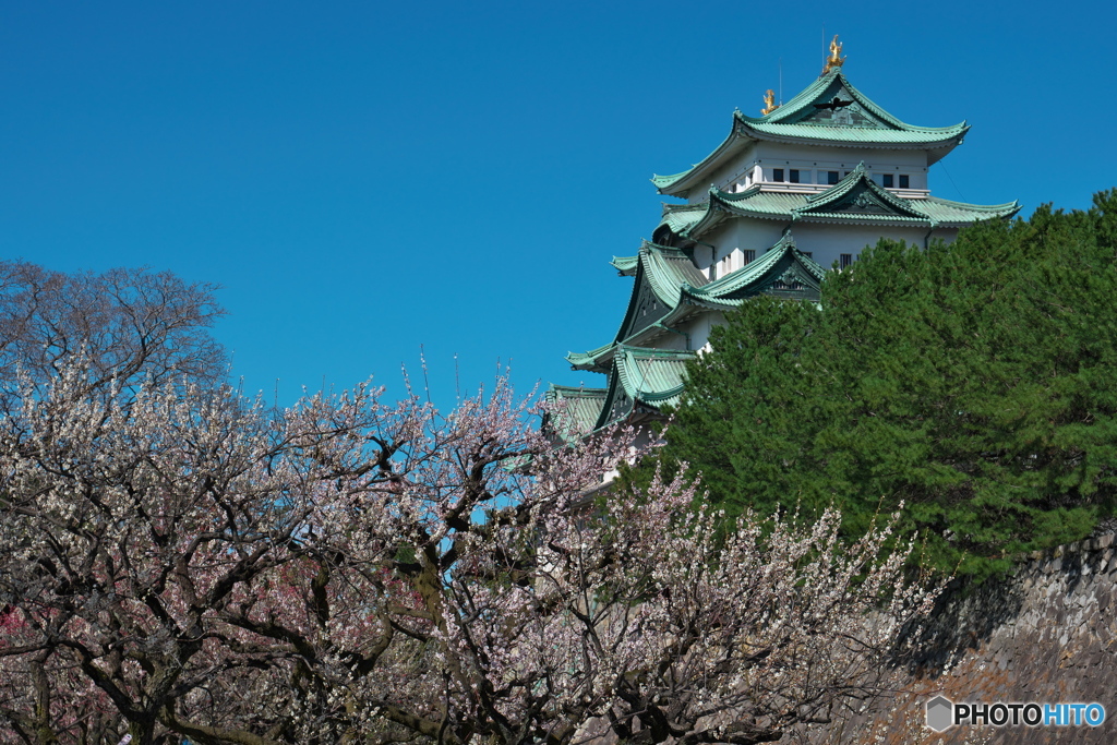 名古屋城の梅 ③