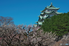 名古屋城の梅 ③