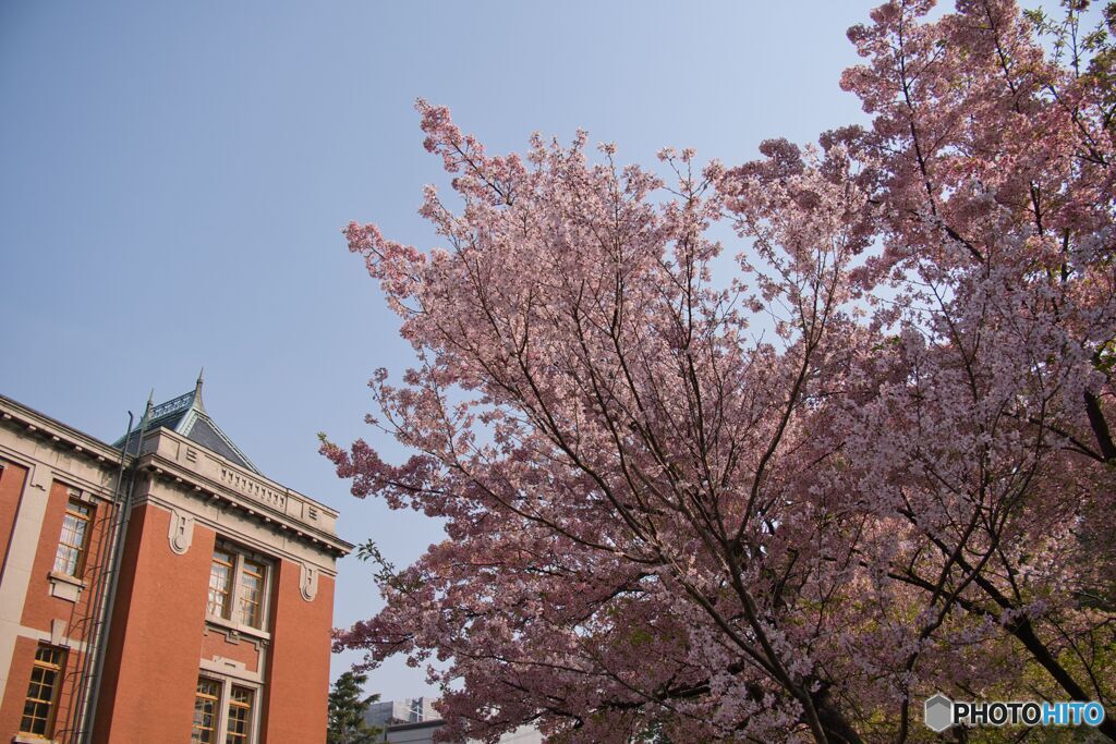 市政資料館の桜 ③