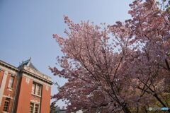 市政資料館の桜 ③