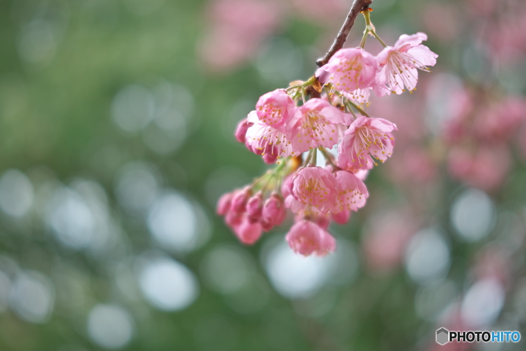雨上がりの大寒桜 ②