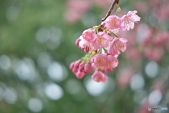 雨上がりの大寒桜 ②