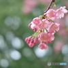 雨上がりの大寒桜 ②