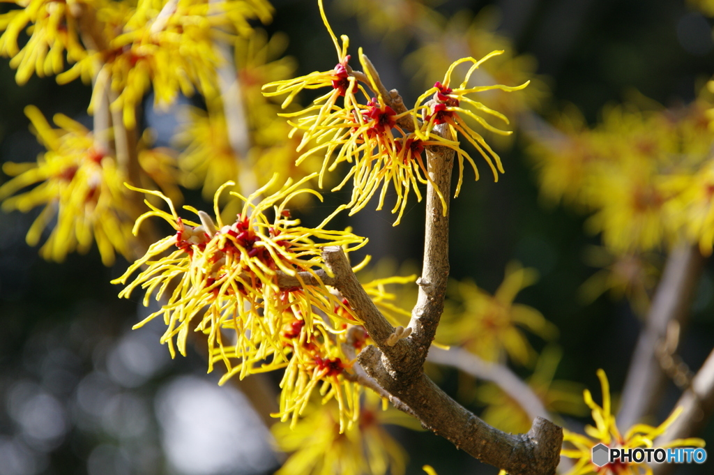 徳川園の春 2022 ⑤