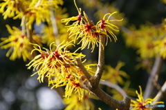 徳川園の春 2022 ⑤