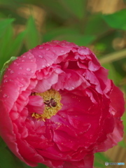 雨上がりの牡丹園２