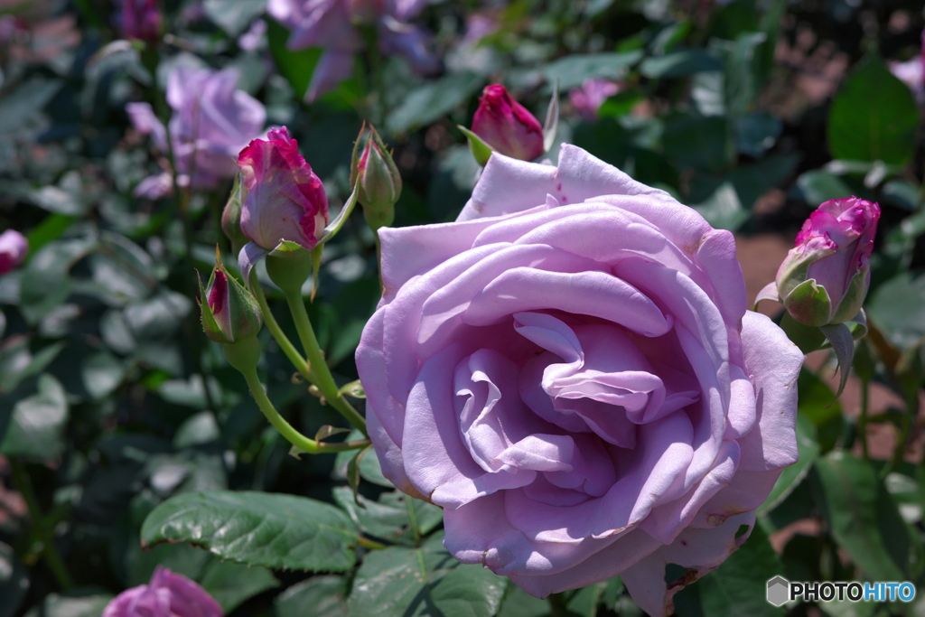 薔薇園散策 ③