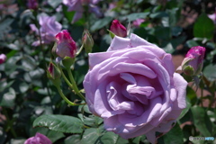 薔薇園散策 ③
