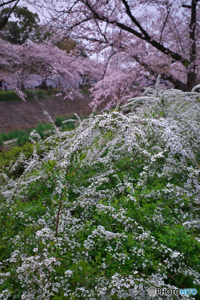 花見散歩 山崎川 ⑤