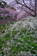 花見散歩 山崎川 ⑤