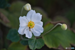 秋の東山動植物園 ②