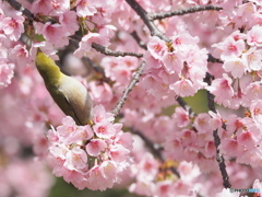 メジロと大寒桜 ②