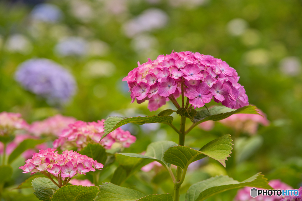 紫陽花咲く丘 ④