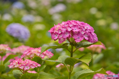 紫陽花咲く丘 ④