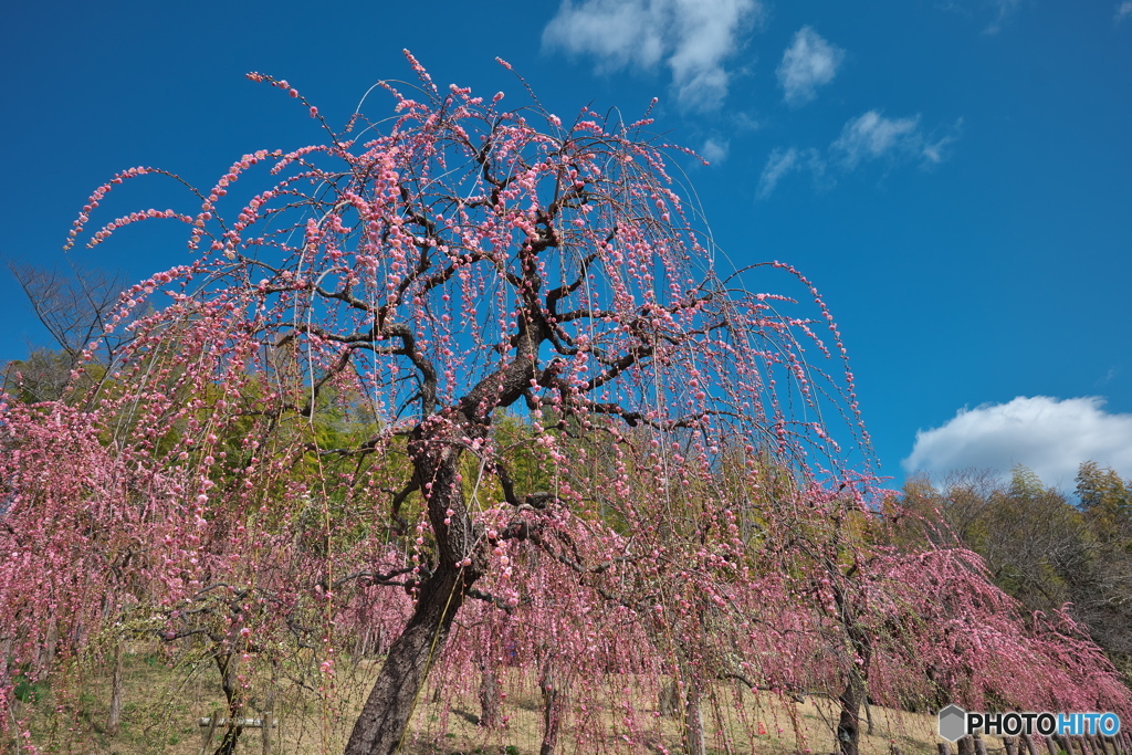 枝垂れ梅 開花 ①