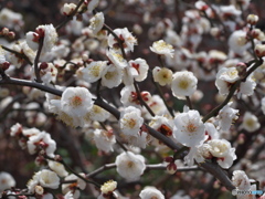 冬の庭園散歩 名城公園 ③