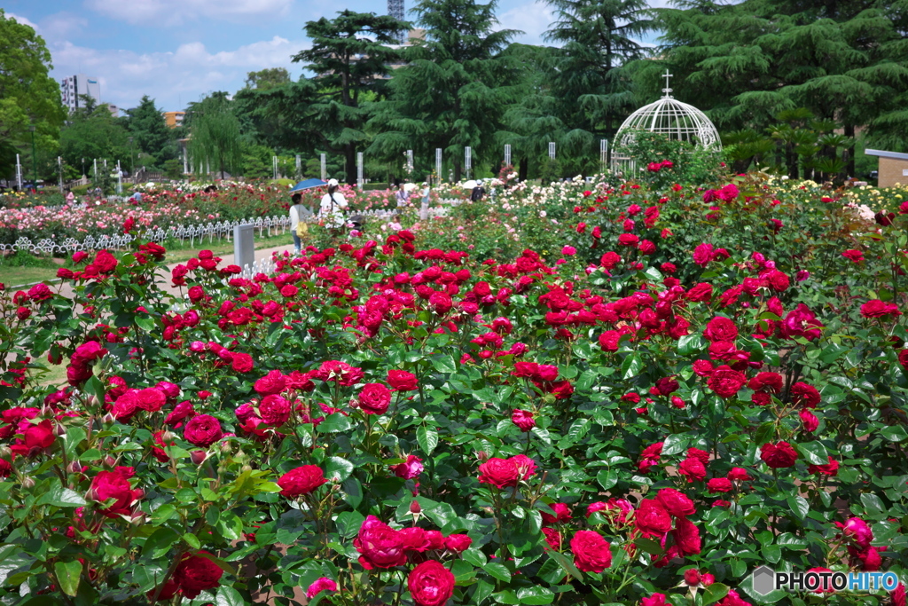 鶴舞公園の薔薇 2023 ③ by Kite Hour （ID：11816604） - 写真
